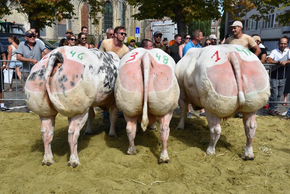 Eerste prijs bij de loten koeien: Theunis Lv uit Glabbeek.