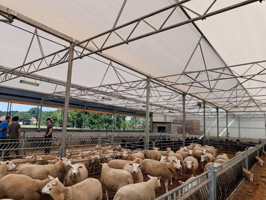 Op ‘t Zwarthof worden de schapen gehouden in een serrestal. De constructie ervan werd in eigen regie opgebouwd en er werd gebruikgemaakt van recyclagematerialen.