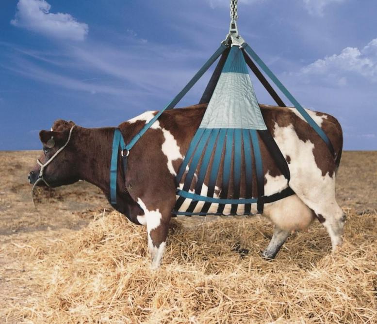 Een koelift die gebruikt wordt om koeien recht te takelen.
