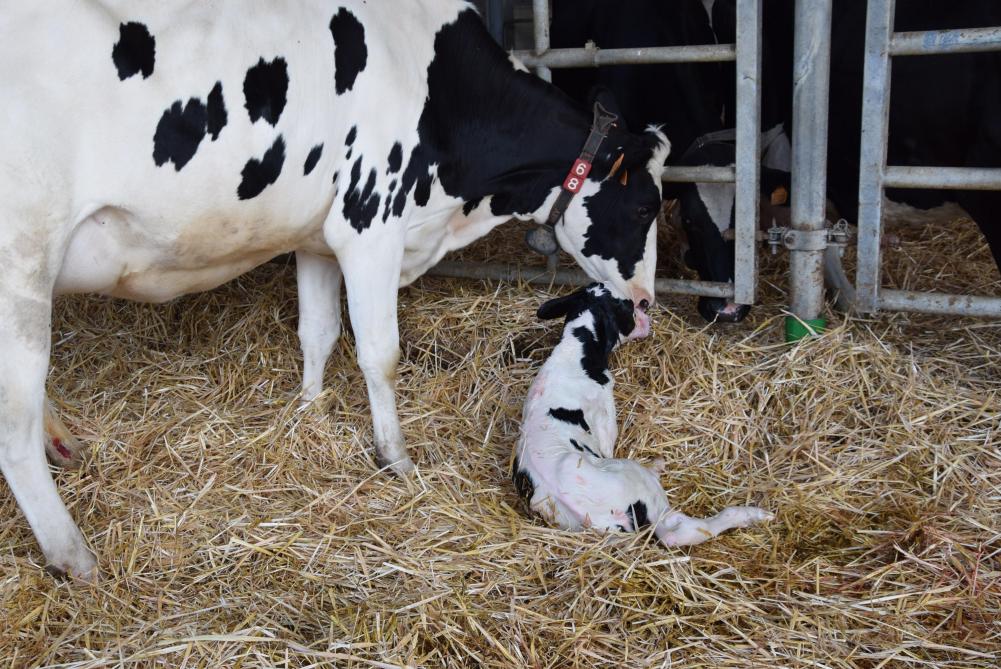 Een andere goede preventieve maatregel tegen hypercalcemie is het toedienen van calciumbolussen aan de pas gekalfde koeien.