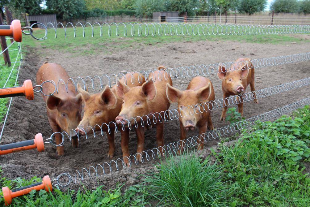 Het Tamworth-varken is rossig van kleur en stamt vermodelijk af van de Europese wilde zwijnen.