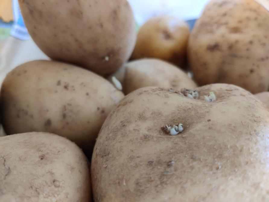 Omdat de meeste partijen geen maleïnehydrazide op het veld kregen,  waren de aardappelen zeer kiemlustig.