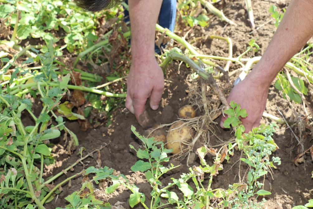 Dankzij de droge zomer werd slechts 5 maal behandeld tegen phytophthora.