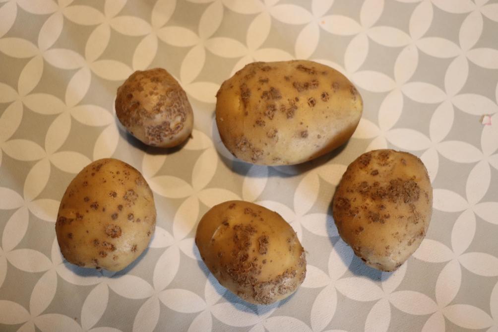 Gaston heeft niet veel rassenkeuze wat zijn aardappelen betreft. “Ik móét wel Fontane telen, omdat de lössgronden waarop ik teel schurftgevoelig zijn.”