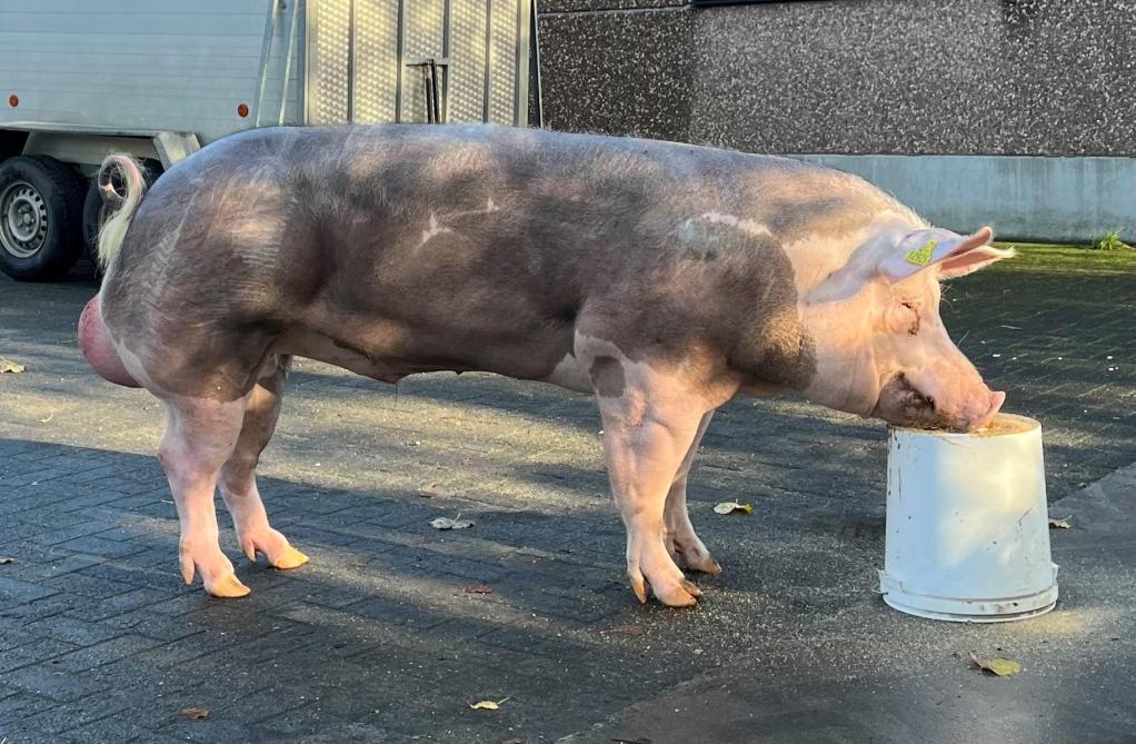 David als prototype van de ‘moderne exterieur mal’ met (boven) een gemiddelde schouderbreedte en een uitgesproken carree. Merk ook de breedte tussen de oren op, gelinkt aan groeivermogen met een uitstekende lengte. En (onder) een droge buik voor een hoog zwaartepunt (COG), gekoppeld aan een fijn, maar correct beendergestel.