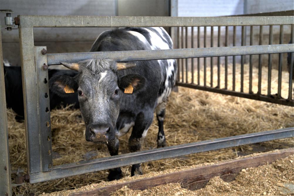 Vroeger werden de Belgisch witblauw-runderen ook gemolken op het Torenhof. Wim en Lies brachten daar verandering in door Holsteins toe te voegen aan hun veestapel.