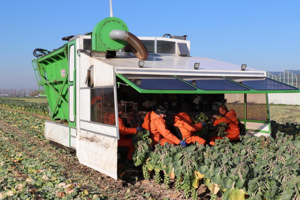 Om het plukken te vergemakkelijken werd in 2016 een zelfrijdende spruitenplukker op rupsbanden gekocht.