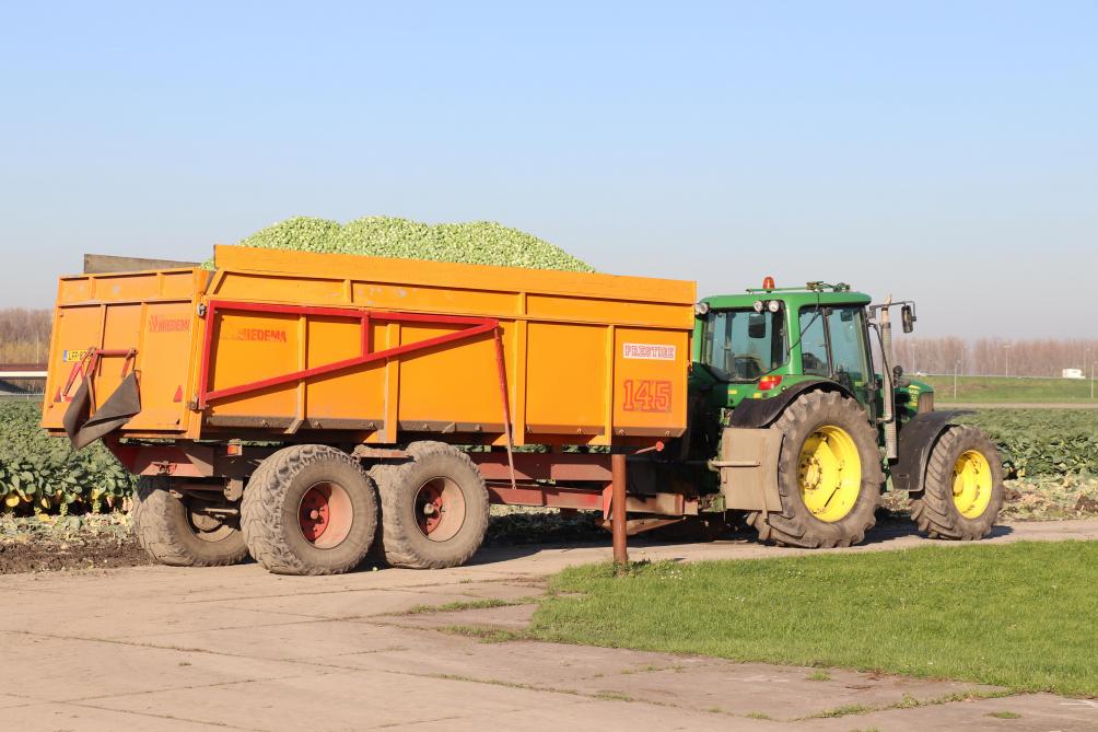 De spruiten worden voor het sorteren gekoeld. Daarvoor zit er op de kiepwagen aan de voorzijde een ventilator.