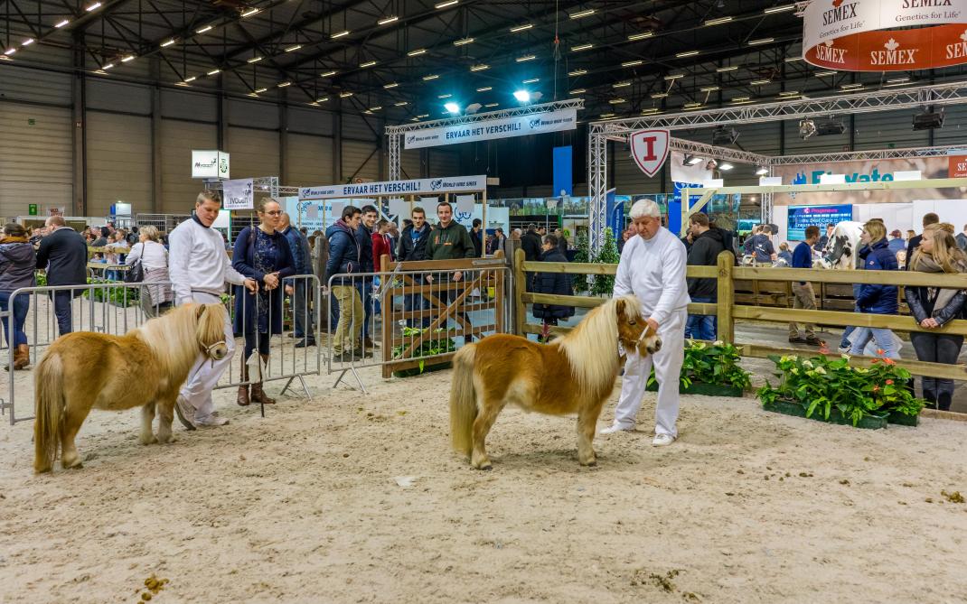 Shetland-pony’s kampen voor de nationale titel.