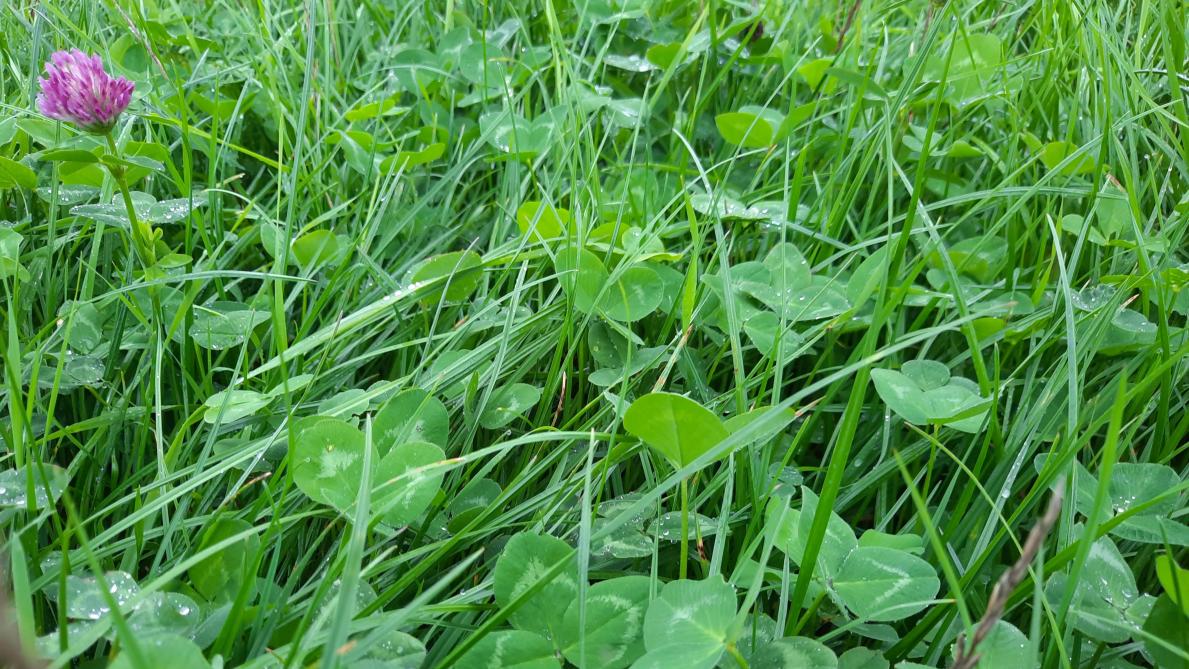 Er werden in 2022 zowel percelen met als zonder grasklaver opgevolgd in het  GrasSat-project.