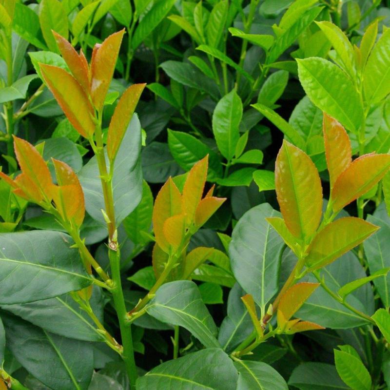 Prunus laurocerasus ‘Etna’