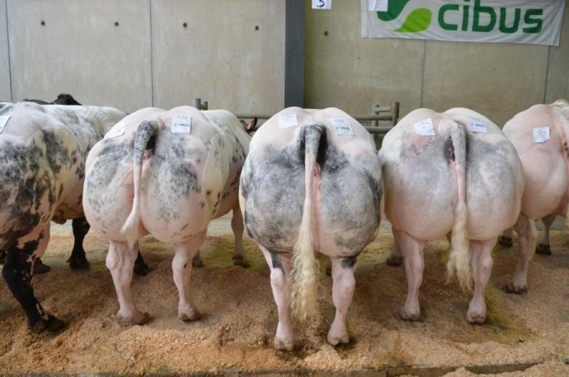 Beste lot koeien. Eig.: Hanselaer J., Zele.