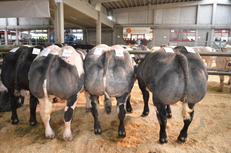 Beste lot stieren. Eig.: Vandevelde J., Eeklo.