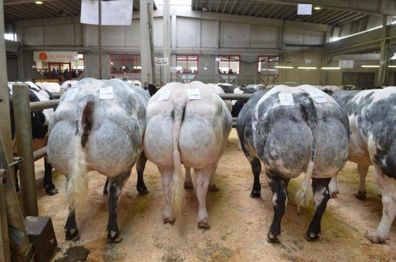 Beste lot vaarzen. Eig.: Vandevelde Weemaes R., Kieldrecht.