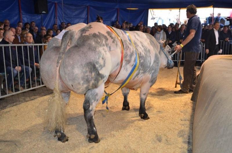 Kampioen mannelijke dieren, fokker en verkoper Gillis P., Watervliet.