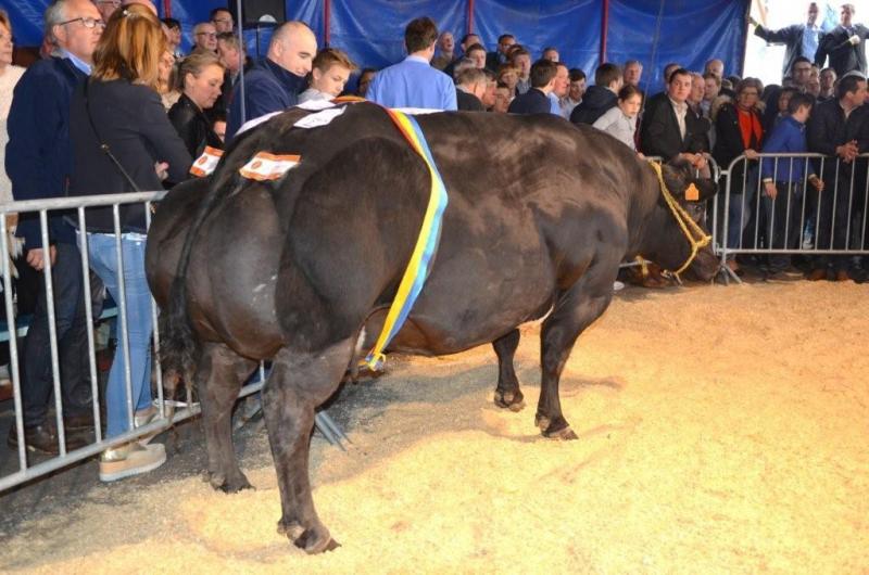 Kampioen vrouwelijke dieren,  fokker Vanisacker G., Arquennes, verkoper Weemaes R., Kieldrecht.
