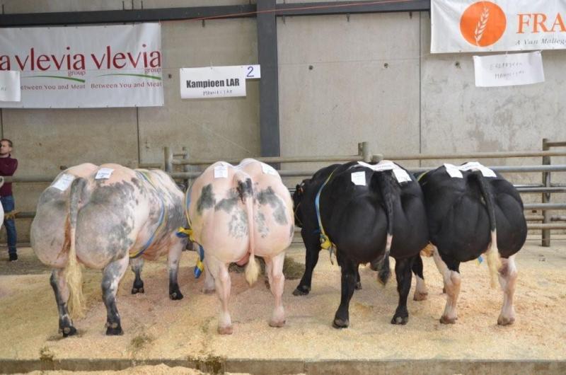 De vier ereprijzen mannelijke  dieren.