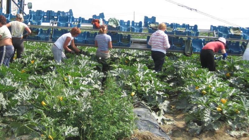 De totale kostprijs voor arbeid loopt voor arbeidsintensieve teelten als courgette en prei al snel hoog op, al zijn er verschillen van bedrijf tot bedrijf.