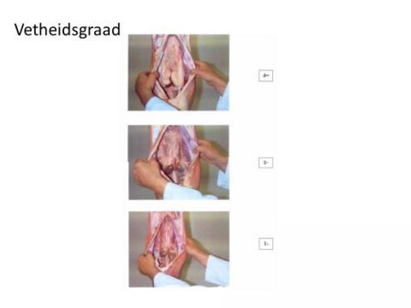 Een beeld van wat vetheid betekent qua inwendig vet (resp.  vetbedekkingsklasse 4, 2 en 1).