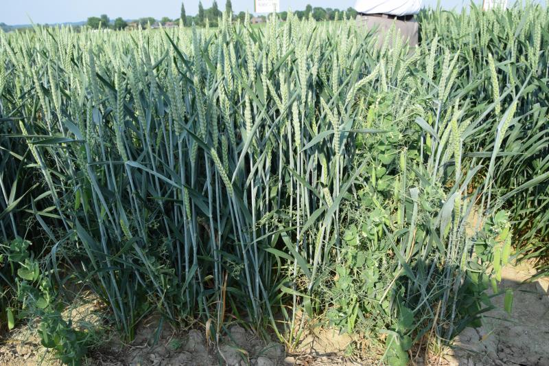 Als  experiment werd een veld  gezaaid met  wintererwt en tarwe.