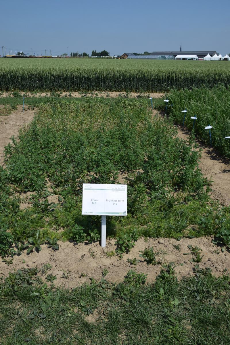 Aangelegd veld met onkruiden: behandeling met een triketone.