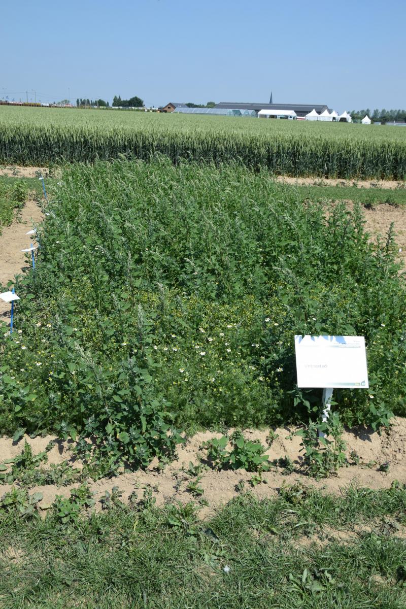 Aangelegd veld met onkruiden: onbehandeld.