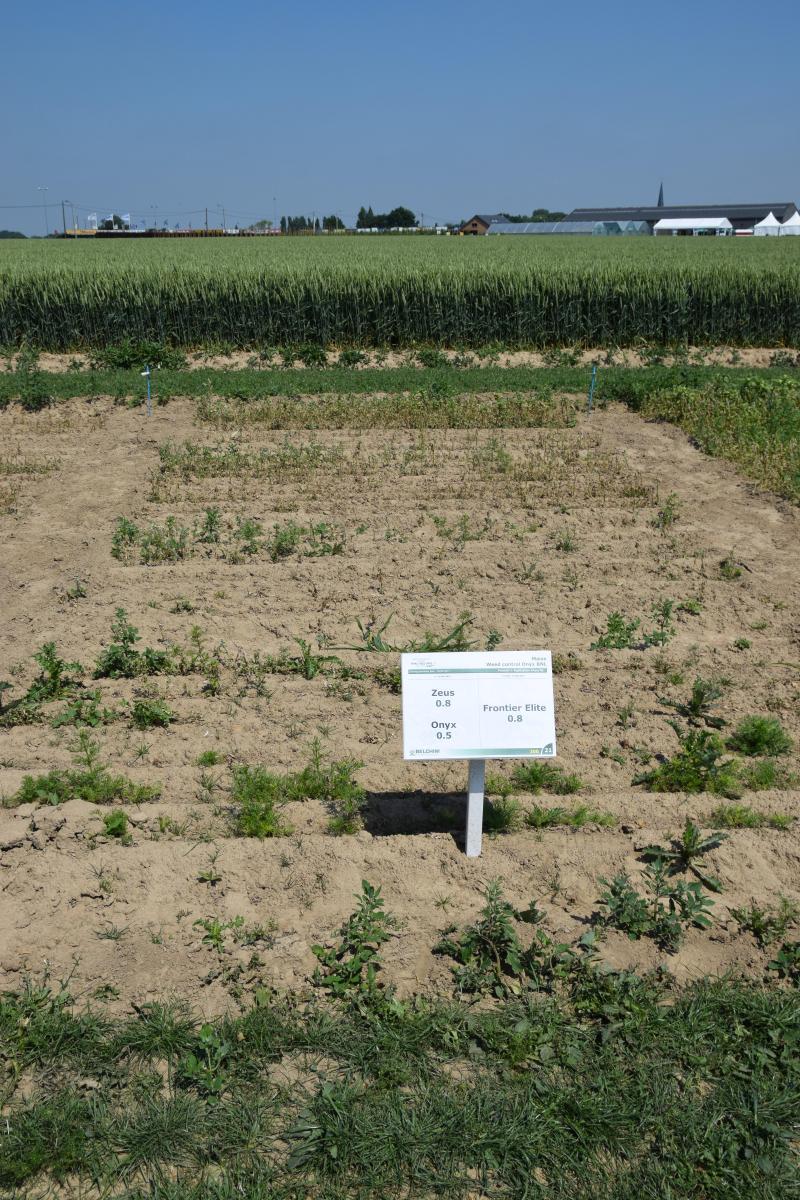 Aangelegd veld met onkruiden: behandeling met triketone en Onyx.