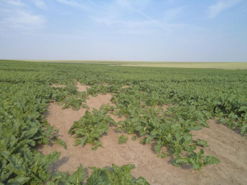 Als men geen neonicotinoïden meer kan inzetten, komt het welslagen en de rendabiliteit van de bietenteelt sterk op de helling te staan. Getuige de plantuitval hier op de foto waar het zaad geen zaadbehandeling met  Poncho Beta meekreeg.