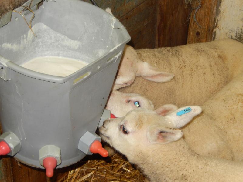 Het is belangrijk dat elk lam van bij de geboorte herkenbaar is.