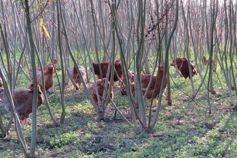 Kippenkwekers kunnen korte omloophout opkweken in de uitloop van de dieren.