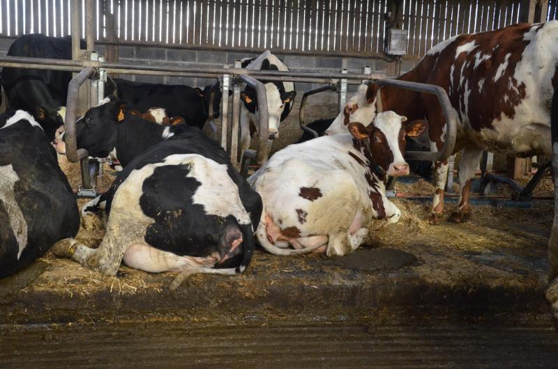 De verschillende afmetingen van de koeien vormen een uitdaging voor de veehouder. Bepaalde koeien zijn niet aangepast aan de grootte van de ligplaatsen. Daardoor maken ze deze vuil.