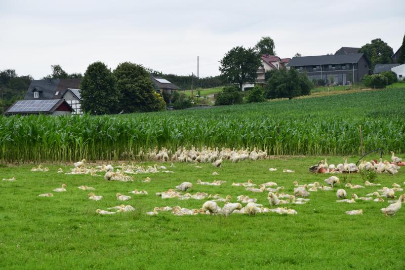 Hoeve Schiefelbusch “Hier tonen we stadsmensen wat landbouw is” Landbouwleven Hoeve Schiefelbusch “Hier tonen we stadsmensen wat landbouw is” Landbouwleven