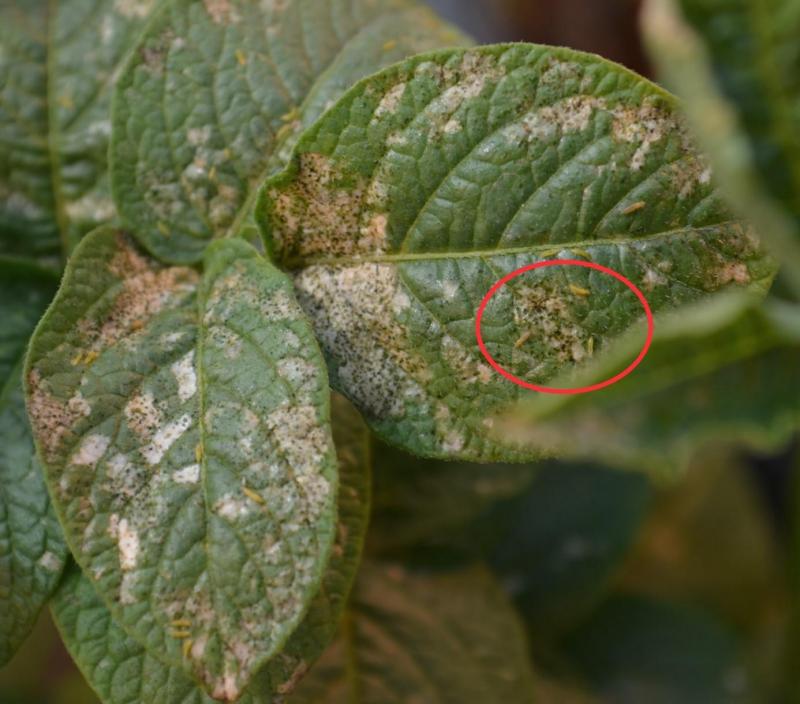 Thrips op aardappelblad.