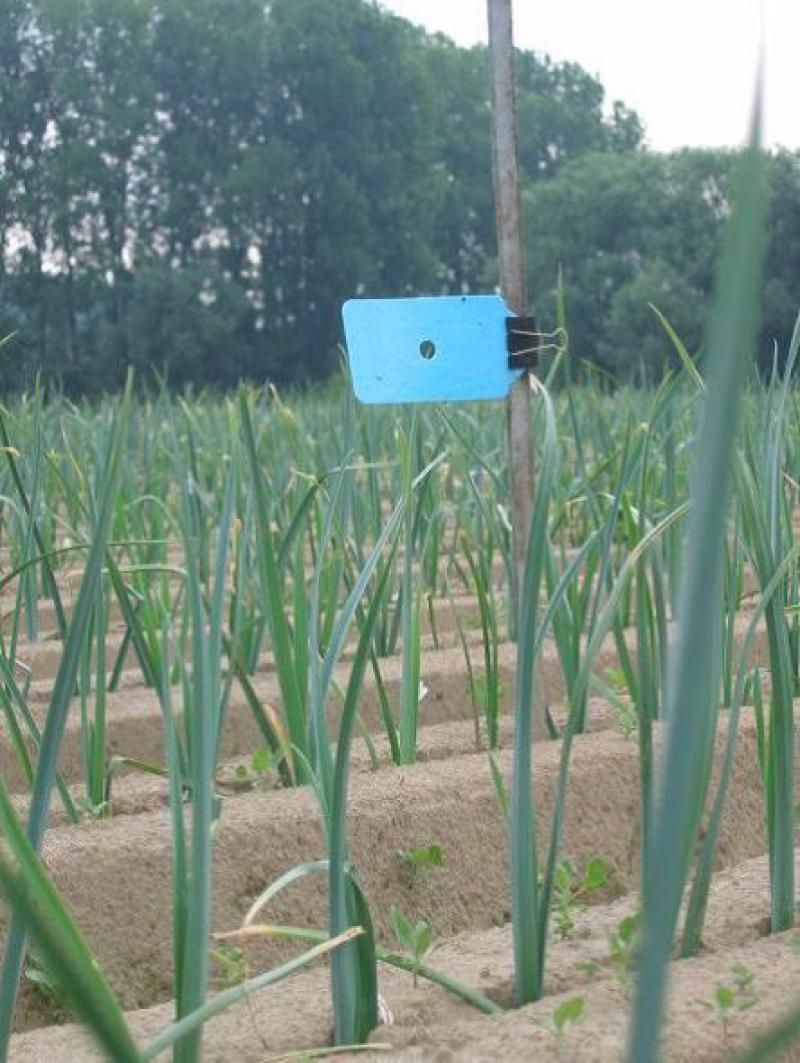 Een blauwe vangplaat om de aanwezigheid van thrips in het veld te controleren.