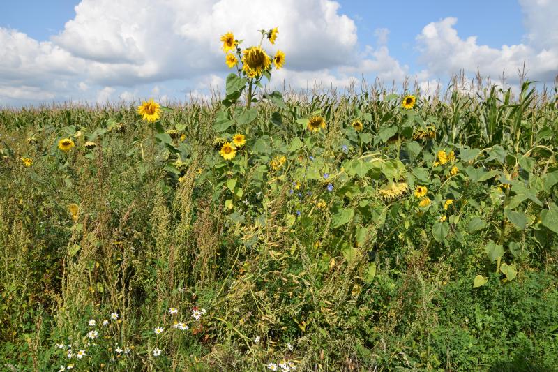 Eén van de patrijsbevorderende maatregelen is het inzaaien van bloemenmengsels.