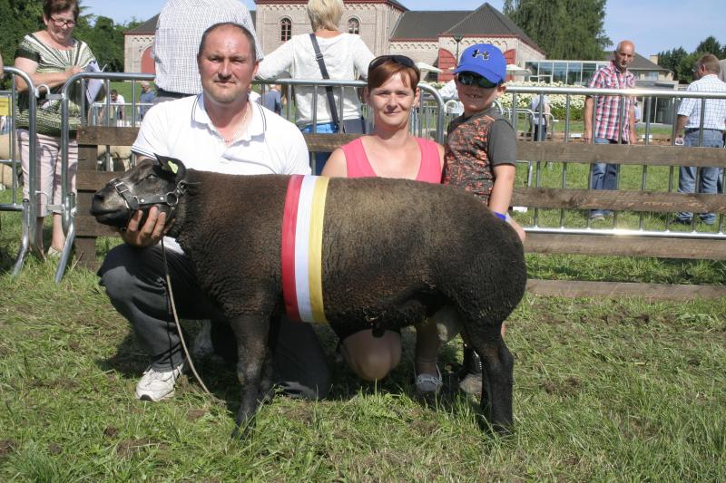Blauwe texel jaarlingram: 03388-76555, Wauters C. uit Lokeren.