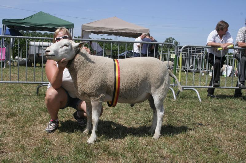 Dagkampioen Swifter: 4610-454: Van Der Hoogstraete K. uit Lembeke.