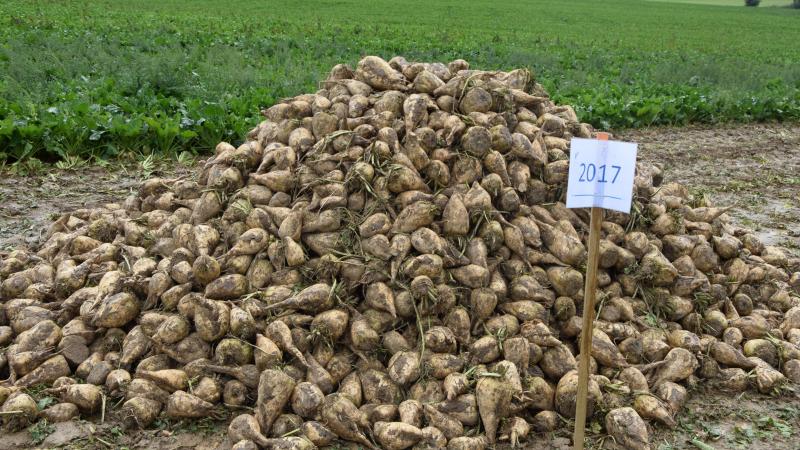 De bietenhopen gaan vanaf dit jaar een iets ander uitzicht krijgen: iets meer bieten met blad gaan zichtbaar zijn.