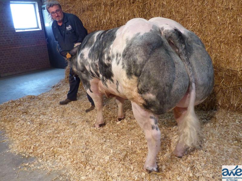 Loebas Van De Schoolhoeve mat op de leeftijd van 17 maanden 125 cm schofthoogte voor 708 kg.