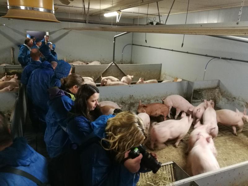 De vleesvarkens zijn het resultaat van een driewegskruising: hybride zeugen (Landrace en York) worden gekruist met Duroc-beren.