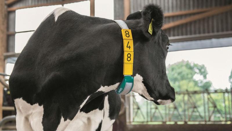 De gezondheid van koeien kan gedetailleerder worden gevolgd