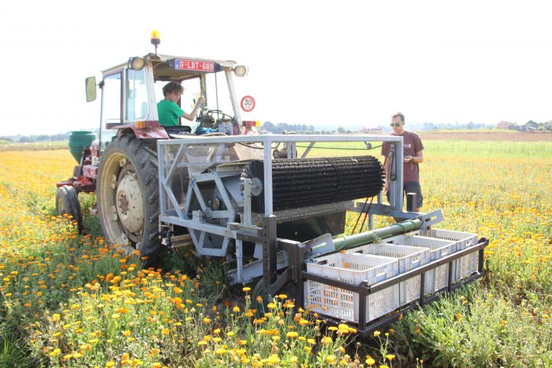 Aan het ILVO gebeuren er volop testen om de bloemoogstmachine op punt te stellen.