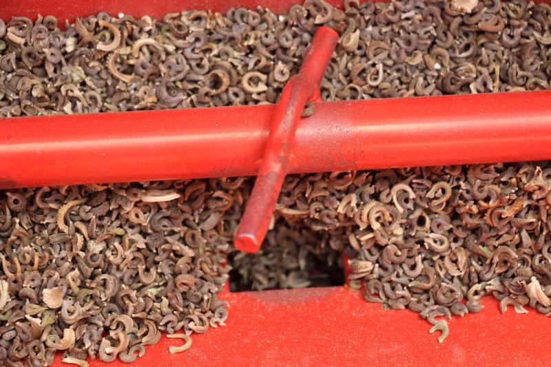 De olie uit goudsbloemzaden zou op grote schaal de Tung-olie in verven en vernis kunnen vervangen.