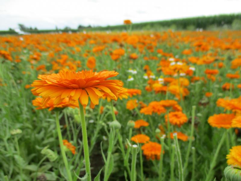 Voor de teelt van goudsbloem stelde de provincie van in het begin een eerlijke verdeling van de meerwaarde voorop.