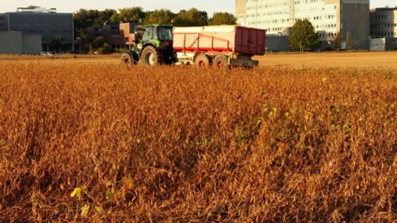 Het Zoötechnisch Centrum van de KU Leuven heeft reeds sinds 2014 ervaring met de sojateelt.