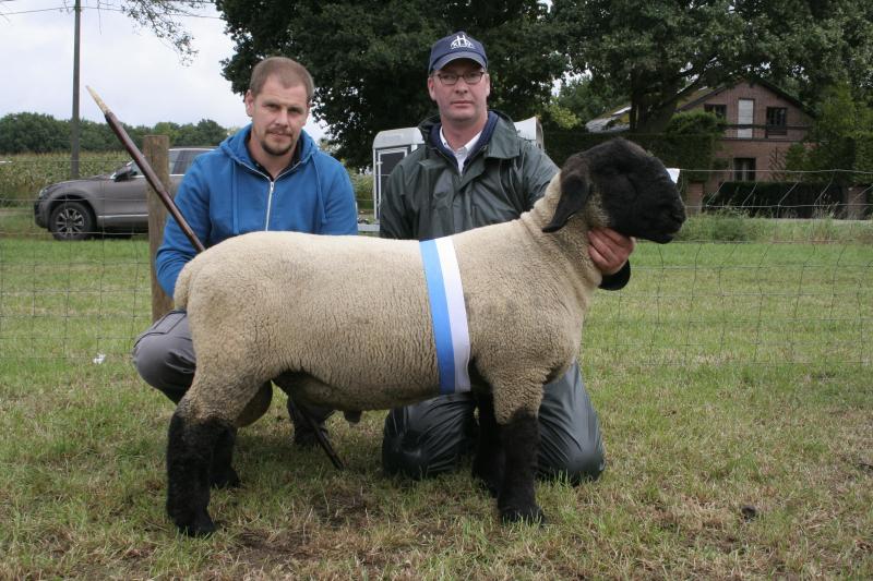 4056-0400, eerste prijs bij de Suffolk ramlammeren. Eig.: Somers M. en J., Lier.