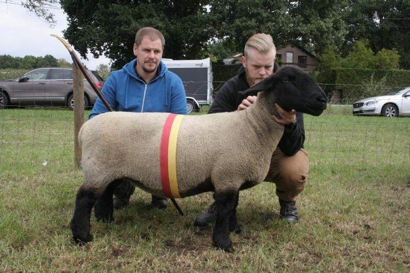 4059-0237, eerste prijs bij de Suffolk oude ooien. Eig.: Frijters P., Weelde.