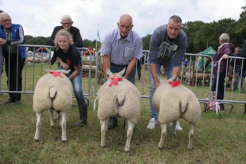 6189, 1055-0711 en 1133-0517/0518, drie beste jaarlingooien Texel. Eig.: Sprangers J., Meer en Thijs A., Lier.