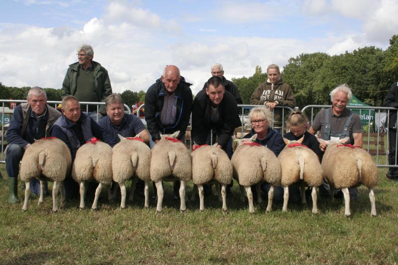 1133-0572/0577/0580/0564/0584/0569 en 1317-0332/0327, acht beste ooilammeren Texel. Eig.: Thijs A., Lier en Corsmit, Oelegem.