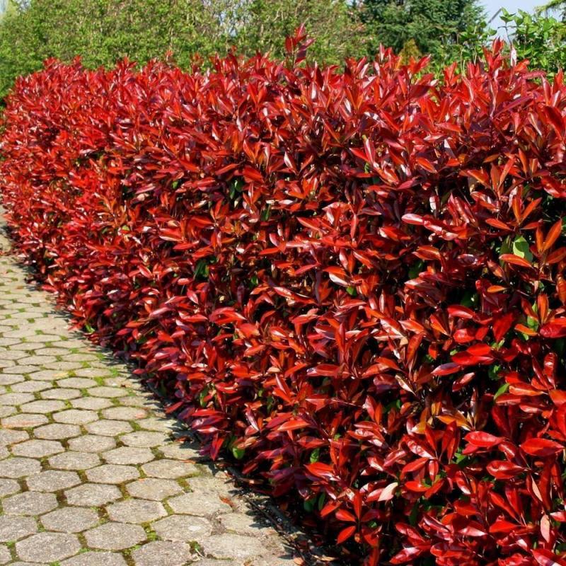 Photinia fraseri ‘Red Robin’ trekt  na iedere scheerbeurt een felrode jas aan.